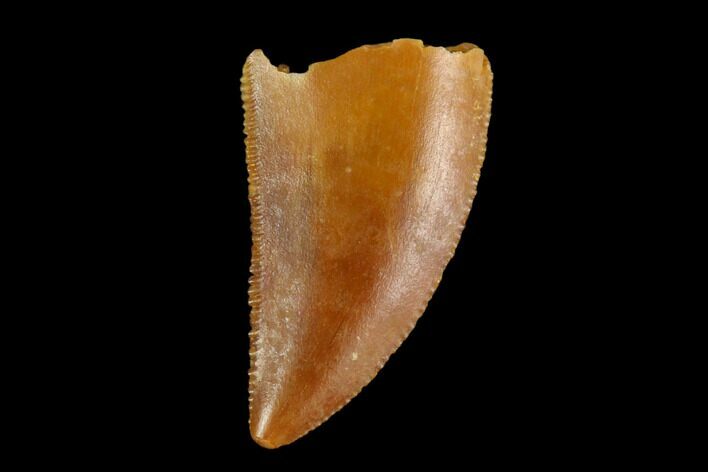 Serrated, Raptor Tooth - Real Dinosaur Tooth #124883